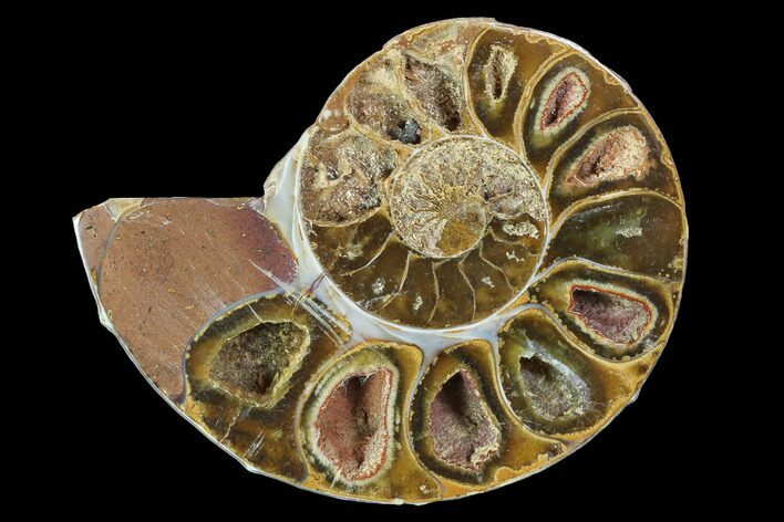 Sliced, Agatized Ammonite Fossil (Half) - Jurassic #100559